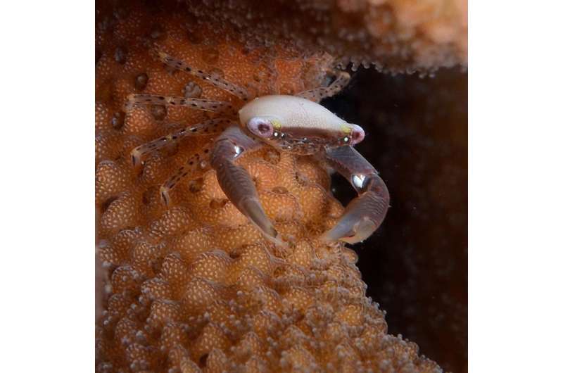 Little crabs vs. big environmental problems in reef habitats