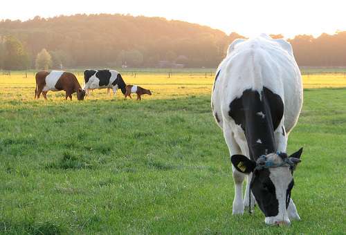 Livestock feeding review reveals opportunity for better industry practice