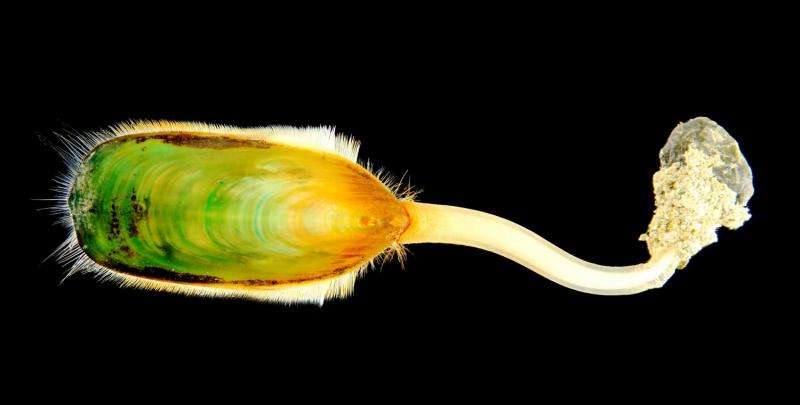 'Living fossil' genome decoded