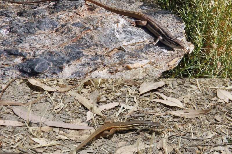 Lizards are larger and retain heat longer in high-altitude habitats