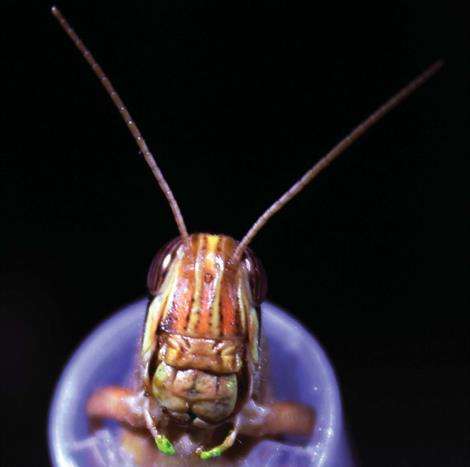Locusts provide insight into brain response to stimuli, senses