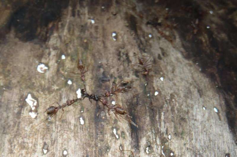 Logging means ants, worms and other invertebrates lose rainforest dominance