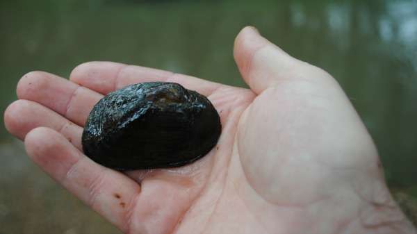 Long-lived mussels disappear from half their range