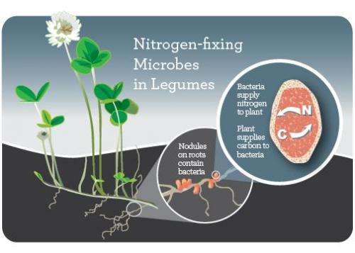 Long-term nitrogen fertilizer use disrupts plant-microbe mutualisms