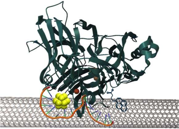Los Alamos explores hybrid ultrasmall gold nanocluster for enzymatic fuel cells