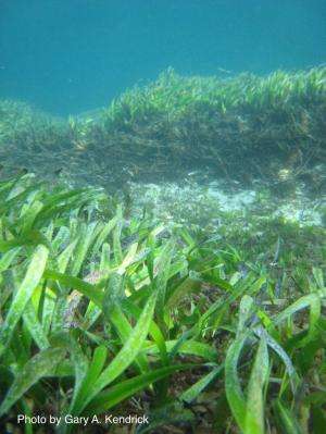 Loss of posidonia reduces CO2 storage areas and could contribute to gas emissions