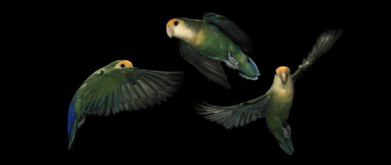 Lovebird has clear sight during rapid turns