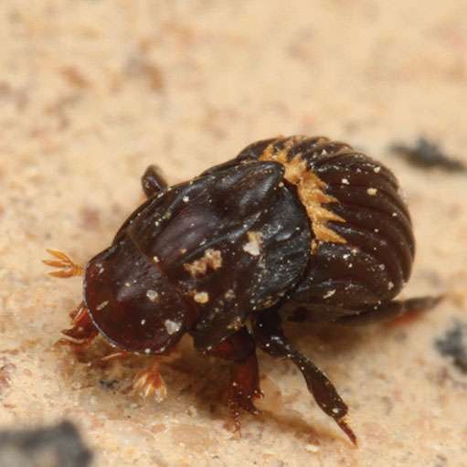 Love conquers all: A new beetle species from Cambodia named after Venus