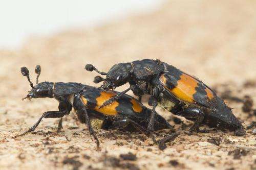 Love, love me do: Male beetles that have more sex are more insecure, study shows