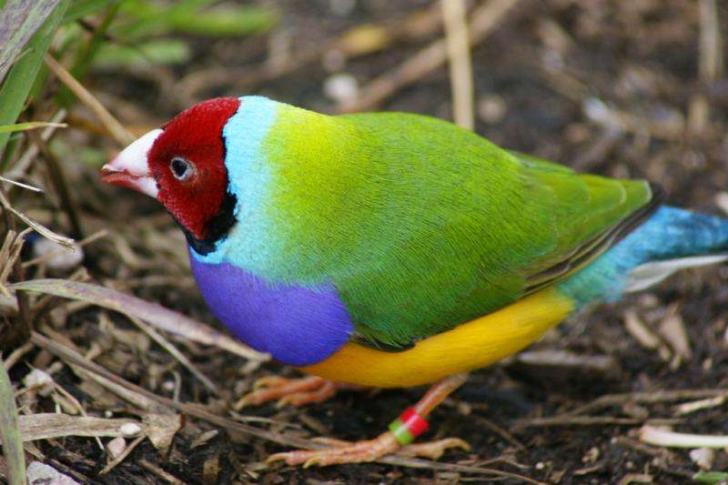 Low intensity burns favour Gouldian finches