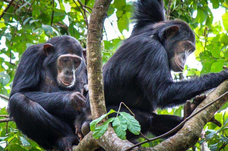 Lowly 'new girl' chimps form stronger female bonds