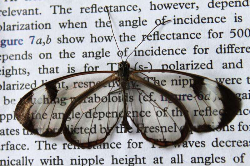 Low-reflection wings make butterflies nearly invisible