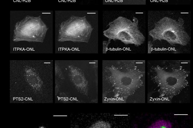 Luminescence imaging of intracellular microstructures