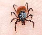 Lyme disease in U.S. is under-reported, CDC says