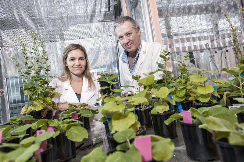 'Magic' plant discovery could lead to growing food in space
