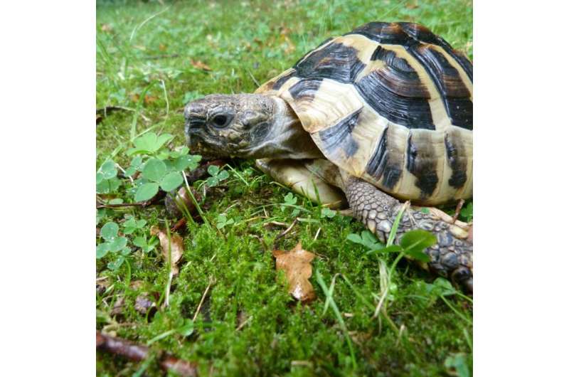 Major step towards a vaccine against a lethal disease that kills endangered tortoises