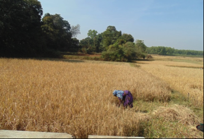 Making agriculture sustainable in one of India’s poorest states