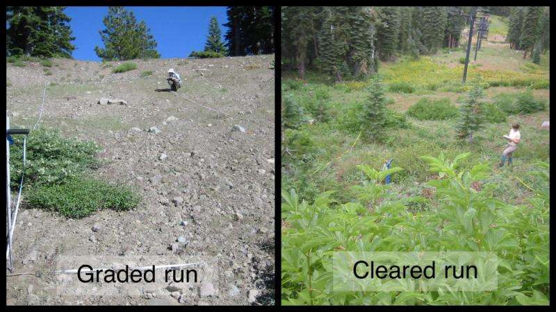 Making the grade: Certain abandoned ski runs recover better than others