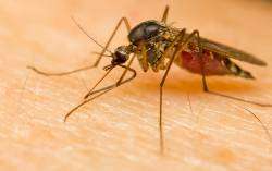 Malaria rate halved in 15 years