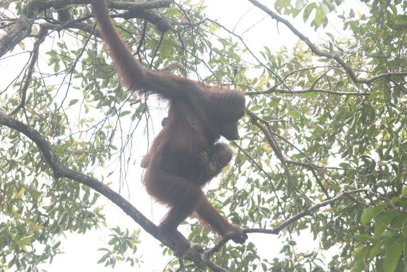 Malaysia announces sweeping new protections for orangutans