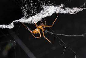 Male black widow spiders destroy female’s web to deter rivals