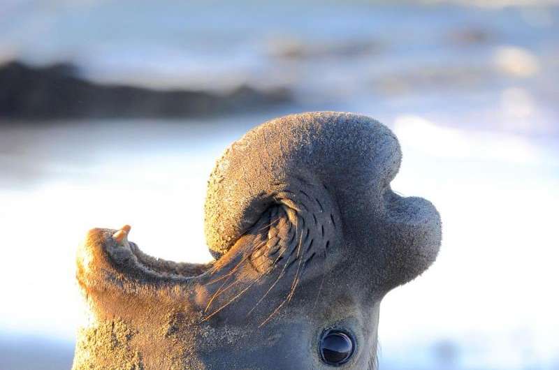 Male elephant seals use 'voice recognition' to identify rivals, study finds