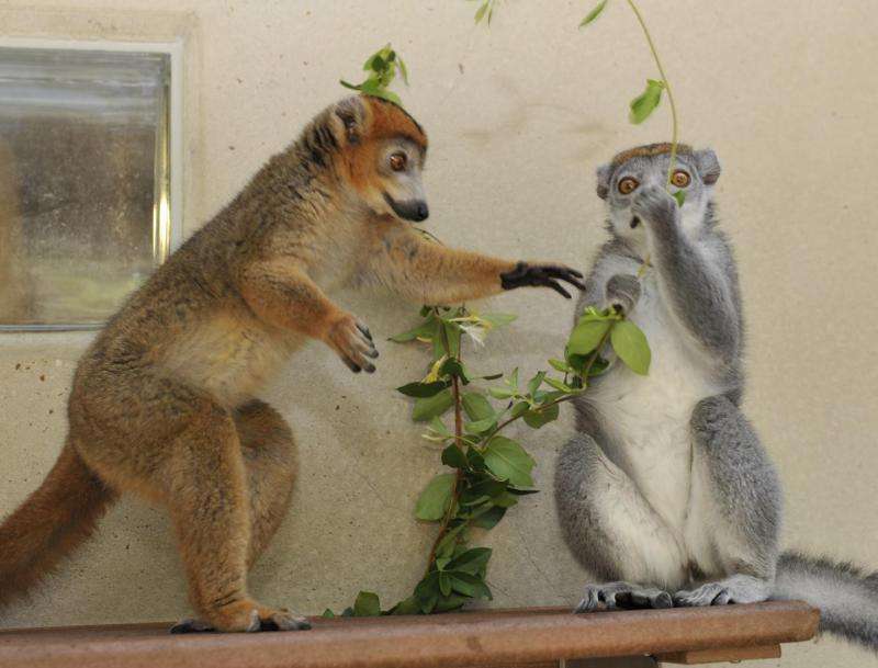 Male hormones help lemur females rule