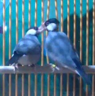 Male Java sparrows may 'drum' to their songs