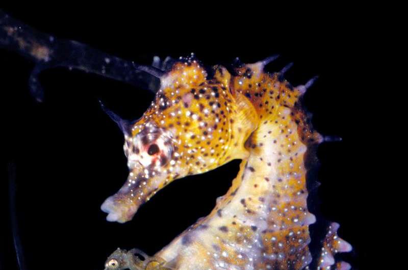 Male seahorse and human pregnancies remarkably alike