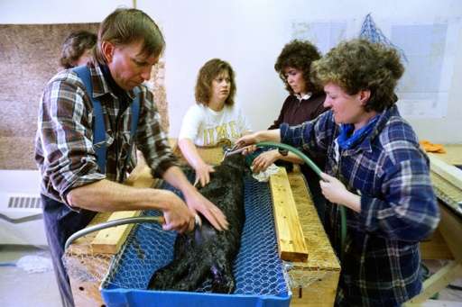 Mammal rescue center volunteers, help wash an oil-soaked sea otter on March 31, 1989 in Valdez, Alaska