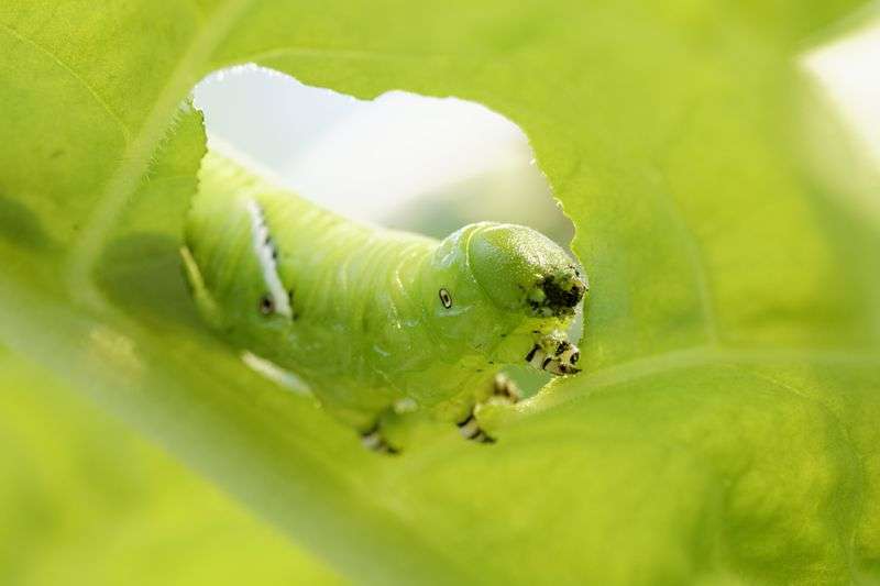 Manduca sexta caterpillars' developed surprising detoxification mechanism against their host plant's sweet toxin
