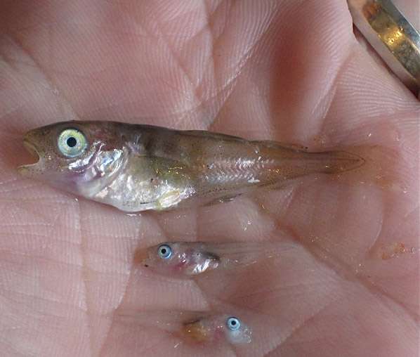Many young fish moving north with adults as climate changes