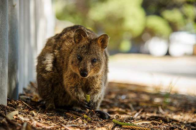 Mapping the future of Rottnest’s furry friends