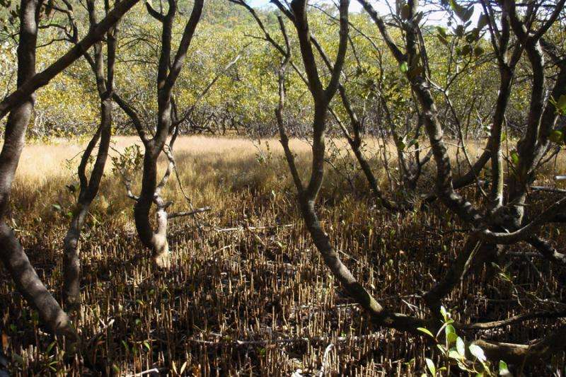 March of the mangroves good news for blue carbon storage