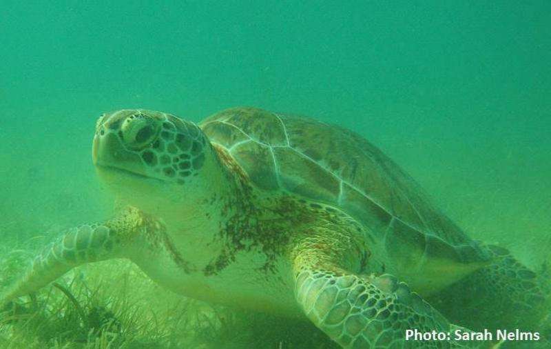 Marine airgun noise could cause turtle trauma