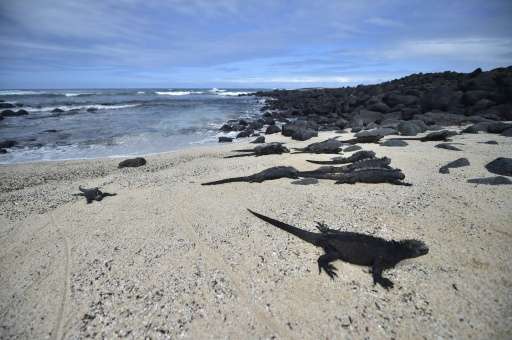Marine iguanas in &quot;Playa de los Perros&quot; (Dogs Beach) on Santa Cruz island in the Galapagos Archipelago, on July 16, 20