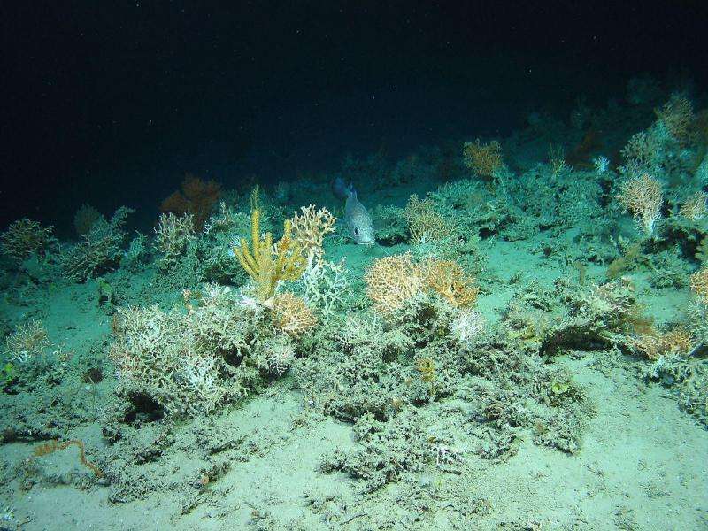 Marine mathematics maps undiscovered deep-water coral reefs