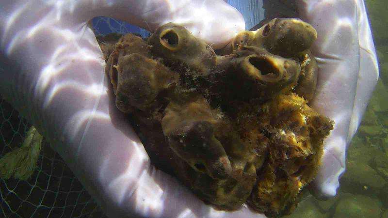 Marine sponge shows tumour-stunting promise