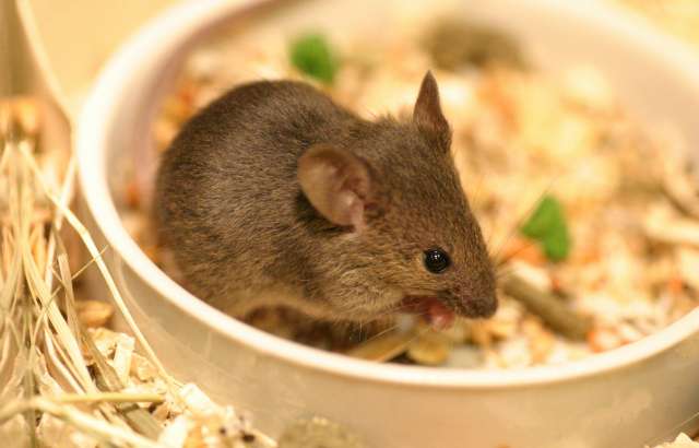 Massage-like stroking has a positive effect on the immune system of mice