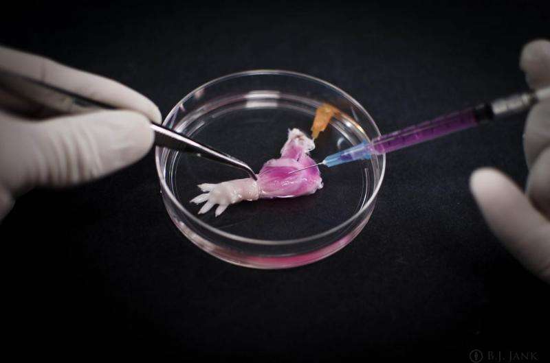 Mass. General team develops transplantable bioengineered forelimb in an animal model