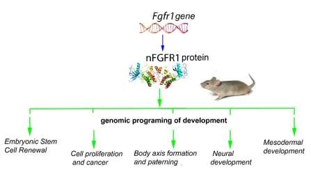 Master orchestrator of the genome is discovered, stem cell scientists report
