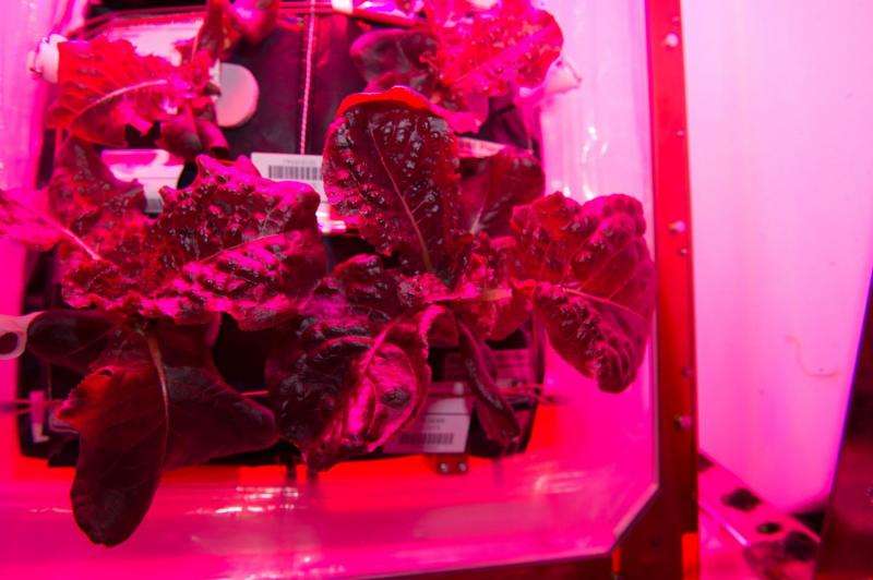 Meals ready to eat: Expedition 44 crew members sample leafy greens grown on space station