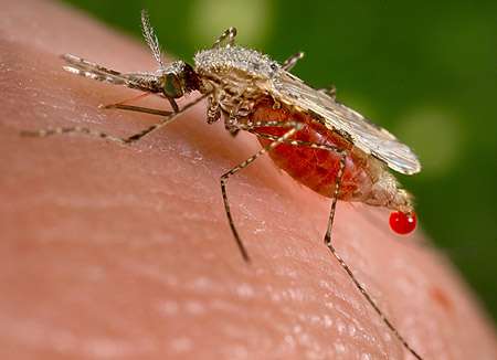 Medtech meets cleantech: Malaria vaccine candidate produced from algae