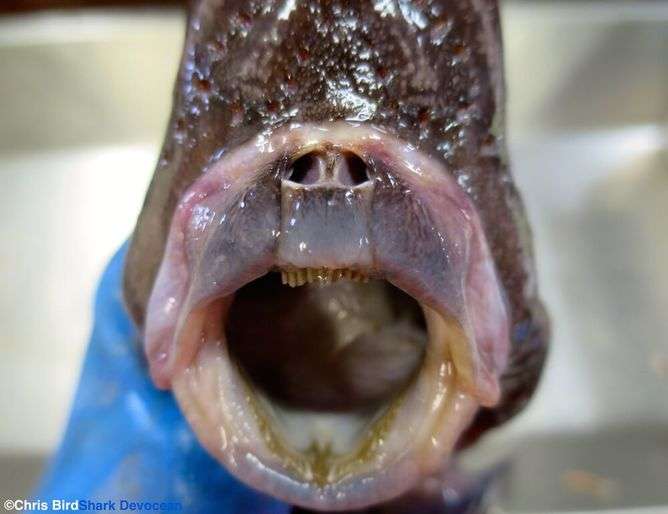 Meet the ghost sharks and deep-sea demons that will haunt your dreams