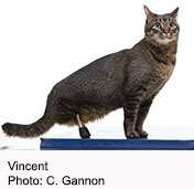 Meet vincent, the cat with the titanium legs