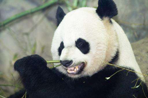 Mei Xiang eats a bamboo breakfast on January 6, 2014 inside her glass enclosure at the Smithsonian's National Zoo in Washington,