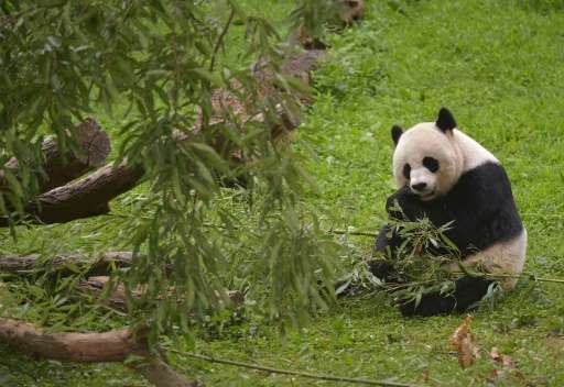 Mei Xiang munches on a snack at the National Zoo on August 23, 2014 in Washington, DC