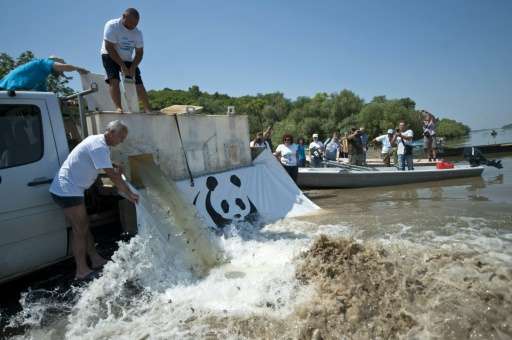 Members of conservationist group WWF Bulgaria release baby sturgeons in the Danube river, near the village of Vetren, northeaste