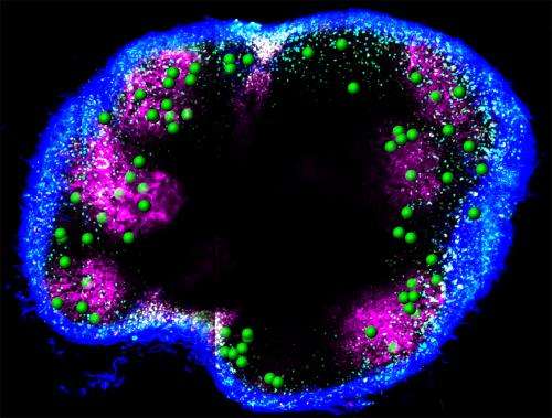 Memory immune cells that screen intruders as they enter lymph nodes