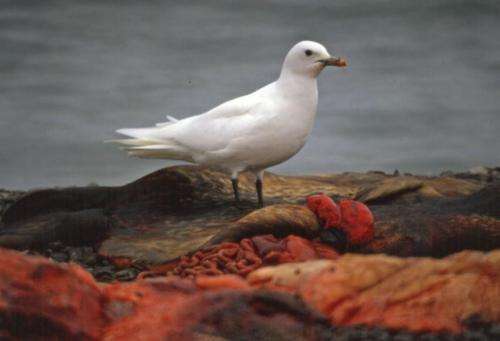 Mercury pollution danger for arctic ivory gulls